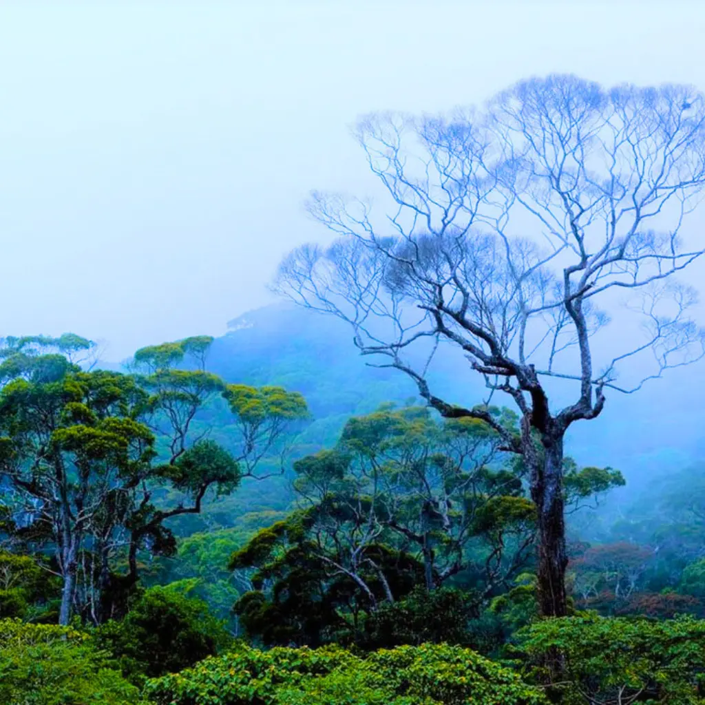 Sinha Raje Sinharaja forest reserve sri lanka - Quickshops.lk
