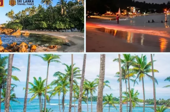 Top Things to Do in Mirissa