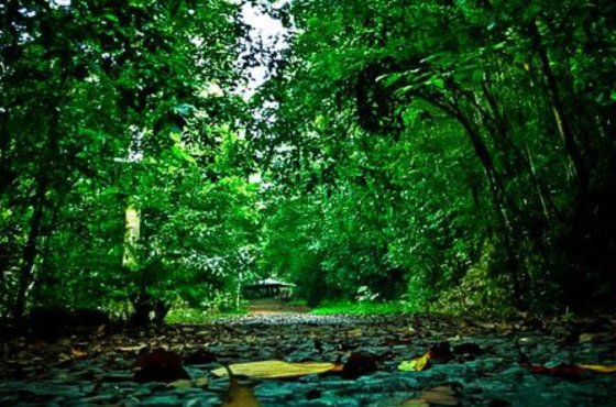 Most Popular Rainforests in Sri Lanka