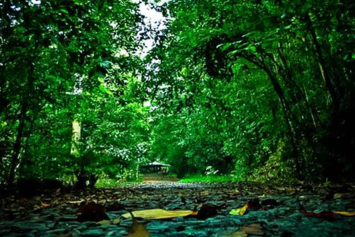 Most Popular Rainforests in Sri Lanka
